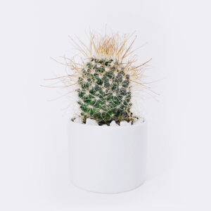 Kuli-narisch Startsetie cactus3 free img