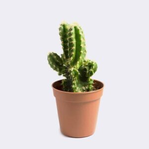 Kuli-narisch Startsetie cactus1 free img