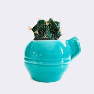 Kuli-narisch Startsetie cactus5 free img