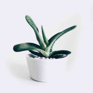 Kuli-narisch Startsetie plant3 free img